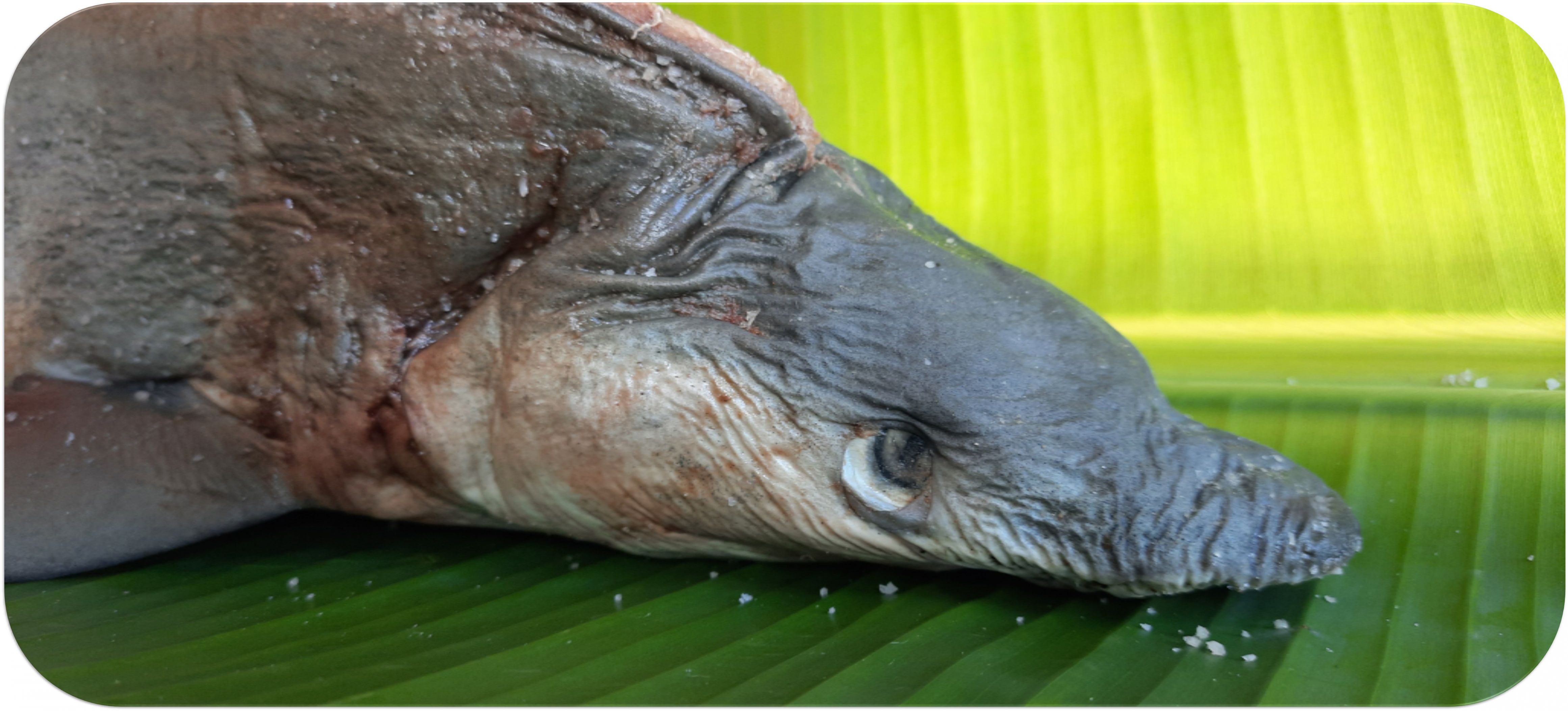 Milk Shark | பால் சுறா in Milk Shark | பால் சுறா | Dry Fish Hut