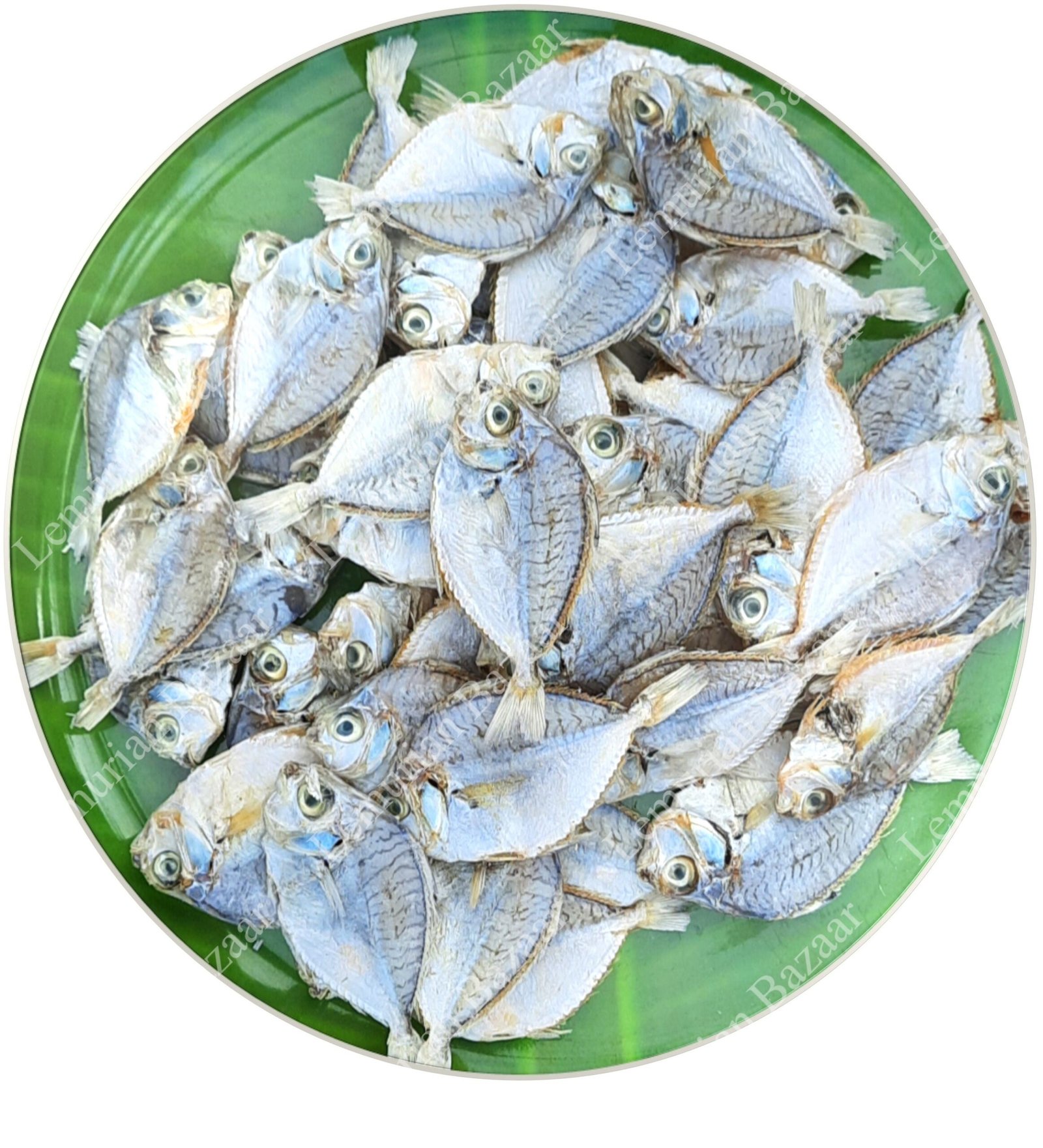 Silver Belly | Kaaral-Small | காரல் - Image 3