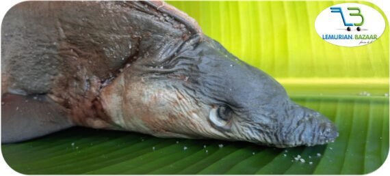 Milk Shark | பால் சுறா - Image 2
