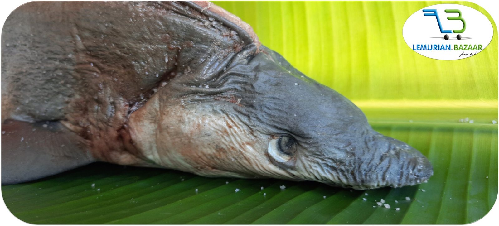 Milk Shark | பால் சுறா - Image 2
