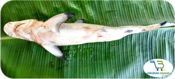 Milk Shark | பால் சுறா - Image 3