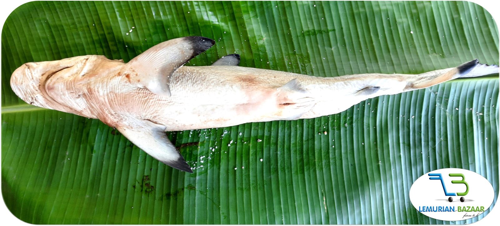 Milk Shark | பால் சுறா - Image 3