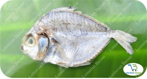 Silver Belly | Kaaral-Small | காரல் - Image 4