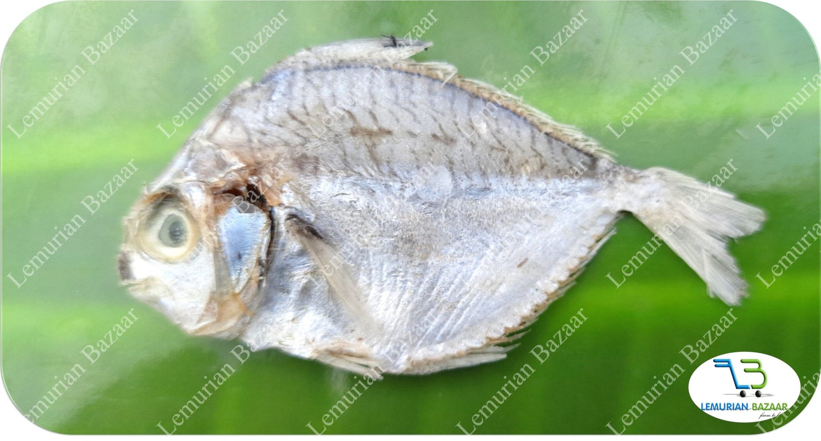 Silver Belly | Kaaral-Small | காரல் - Image 4