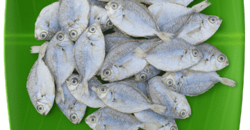 Silver Belly | Kaaral-Medium | காரல்
