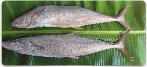 King Fish | Sheer Fish | Sheela | Neimeen | Vanjaram | வஞ்சரம் (கரைவது )-Medium | Soft
