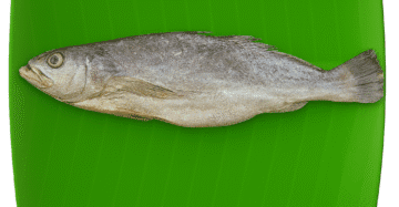 Croaker | Cod Fish | Panna | பண்ணா-Big