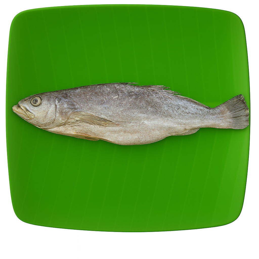 Croaker | Cod Fish | Panna | பண்ணா-Big