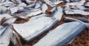 Ribbon Fish | Vaalai | வாலை