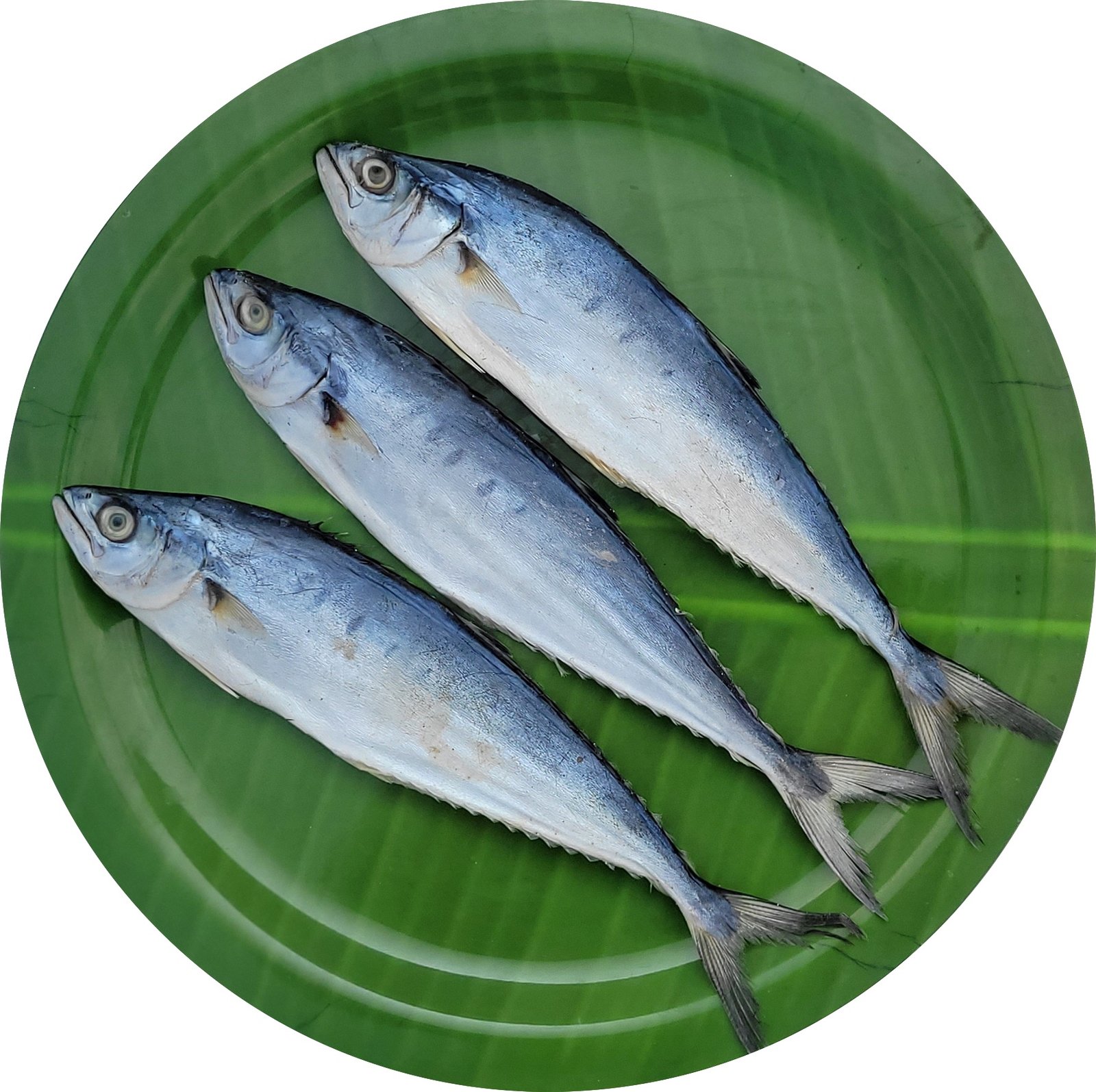 Queen Fish | Leather Skin Fish | Kattaa | Thol Paarai | பாரை-Medium - Image 2
