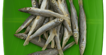 Barcuda | Ooli | ஊழி