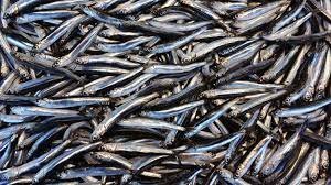 Anchovy | Nethili | Black | கருப்பு நெத்திலி-Medium-Without Salt-200g