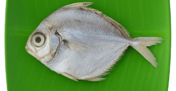 Silver Belly | Kaaral-Small | காரல்