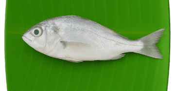 Croaker | Cod Fish | Panna | பண்ணா-Medium