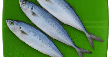 Queen Fish | Leather Skin Fish | Kattaa | Thol Paarai | பாரை-Medium