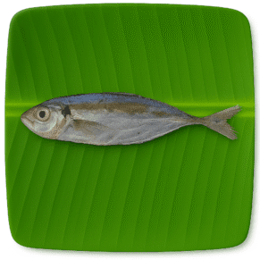 Suvaa Paarai/Leather Skin Fish-Small | சூவா பாறை